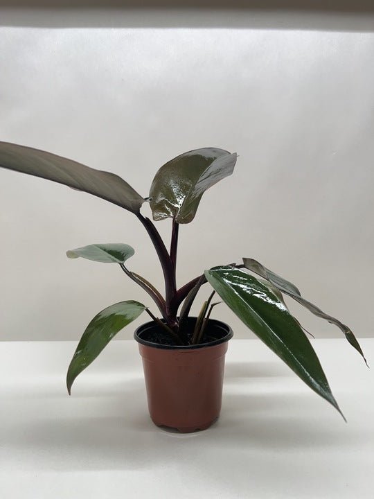 Philodendron Majesty - Ethereal Company-4" Plant