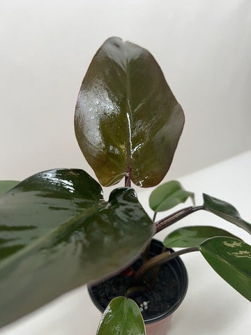 Philodendron Majesty - Ethereal Company-4" Plant