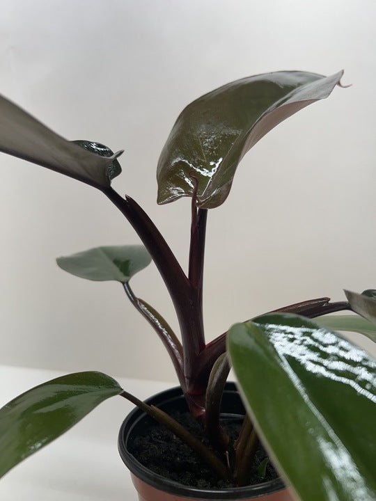Philodendron Majesty - Ethereal Company-4" Plant
