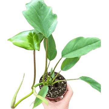 Philodendron Mayoi - Ethereal Company-Indoor Plants