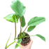 Philodendron Mayoi - Ethereal Company-Indoor Plants