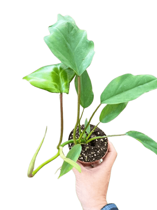 Philodendron Mayoi - Ethereal Company-Indoor Plants