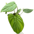 Philodendron &