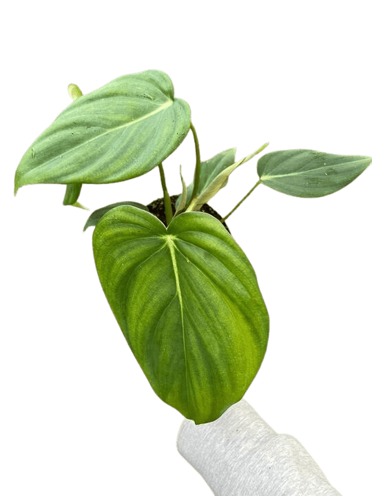Philodendron &