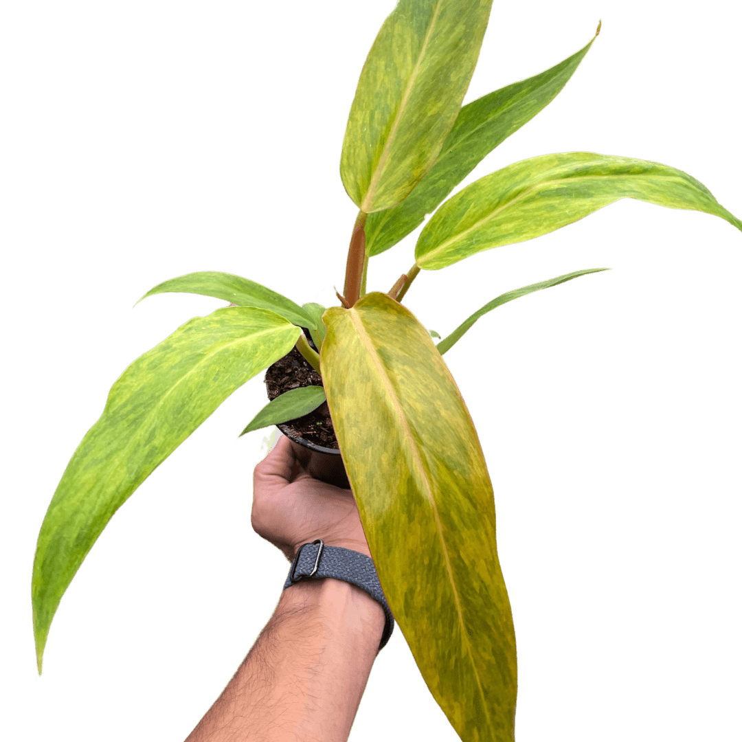 Philodendron &