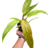 Philodendron &
