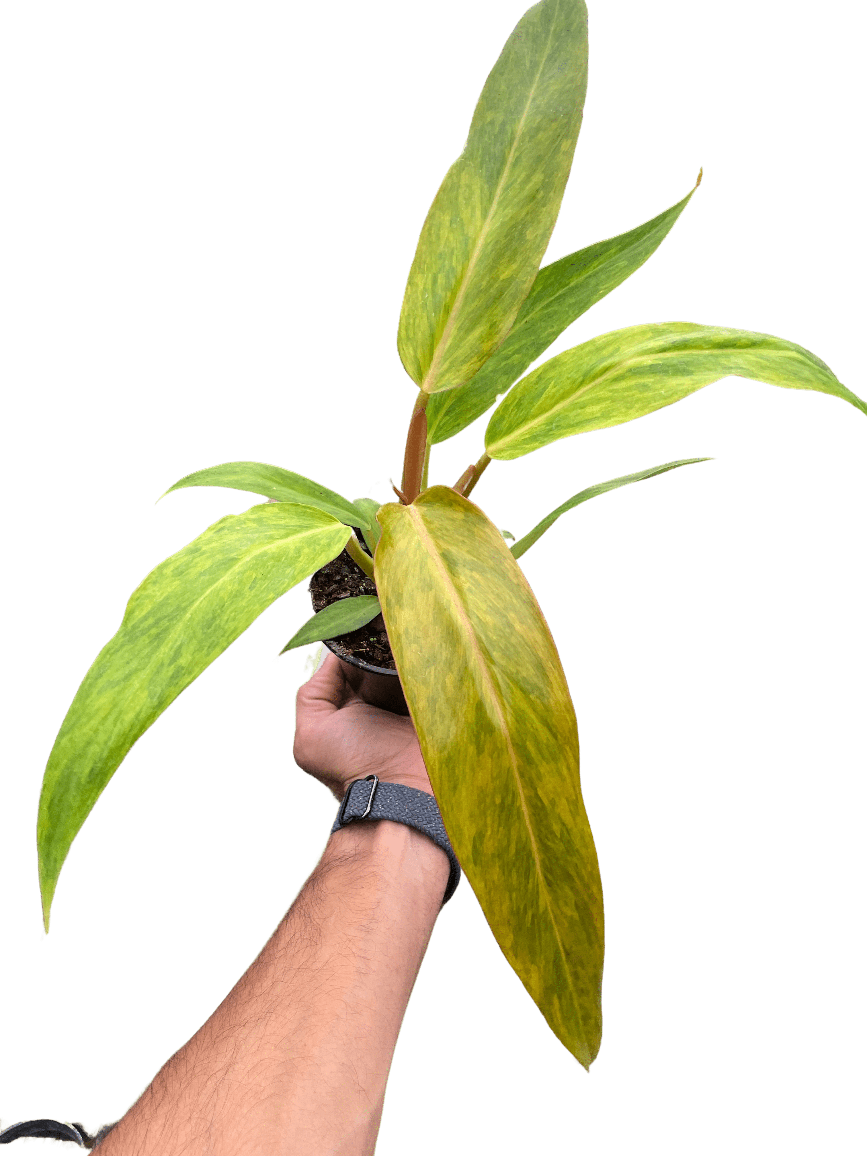 Philodendron &