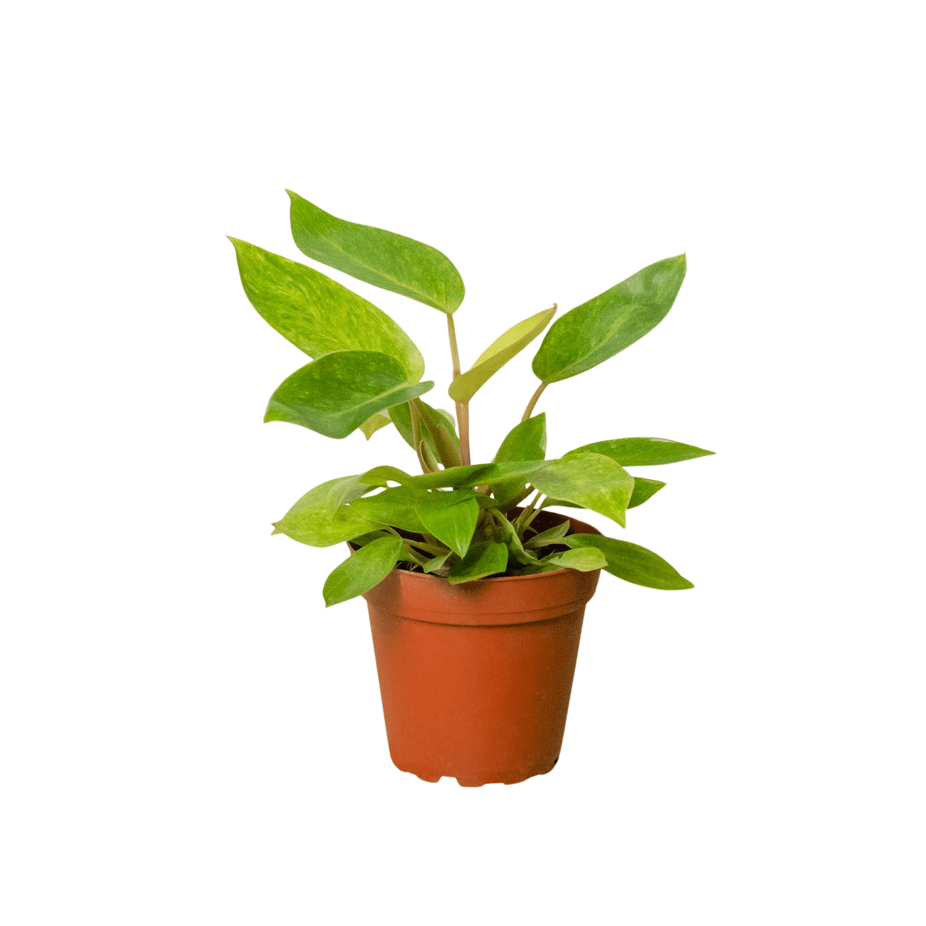 Philodendron &