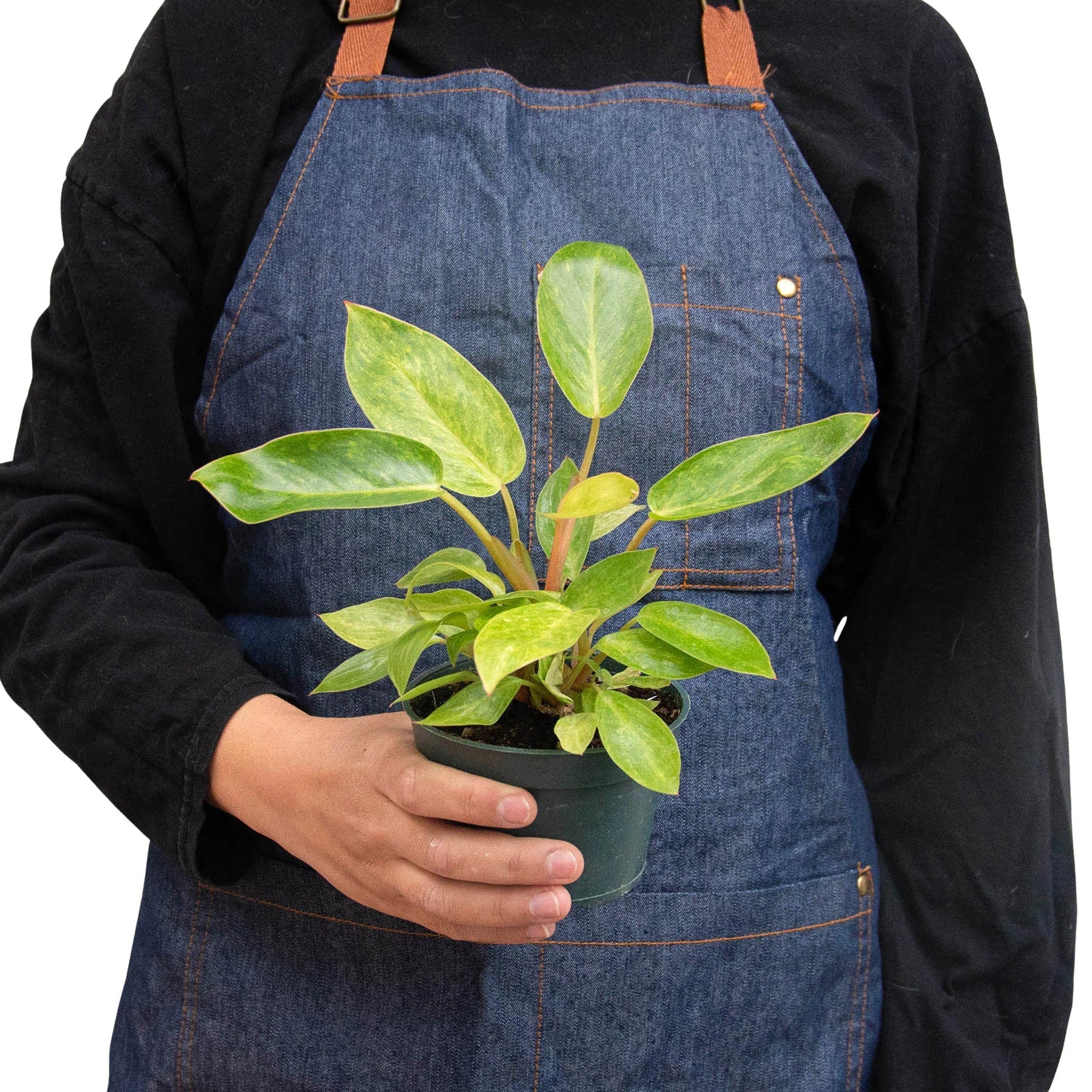 Philodendron &