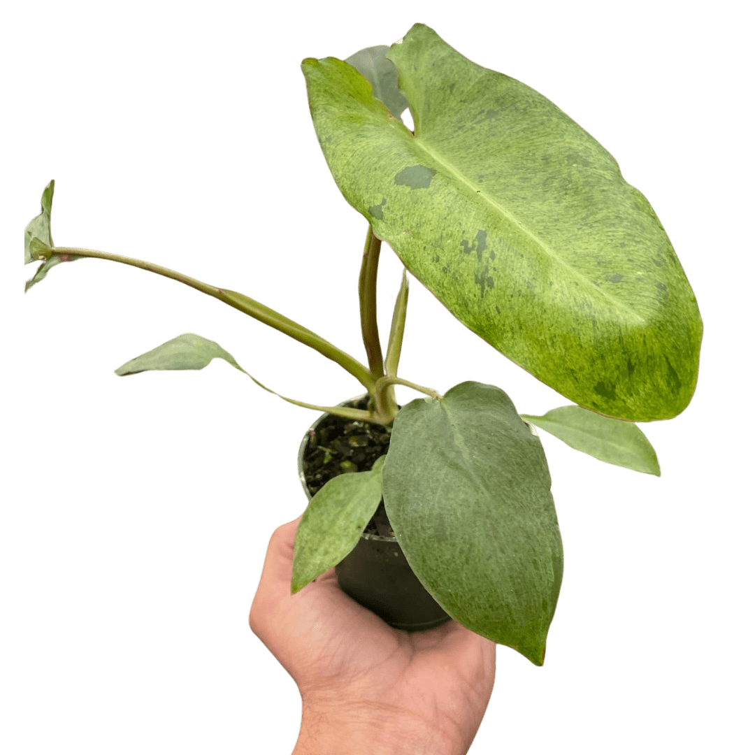 Philodendron &