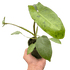 Philodendron &