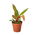 Philodendron &