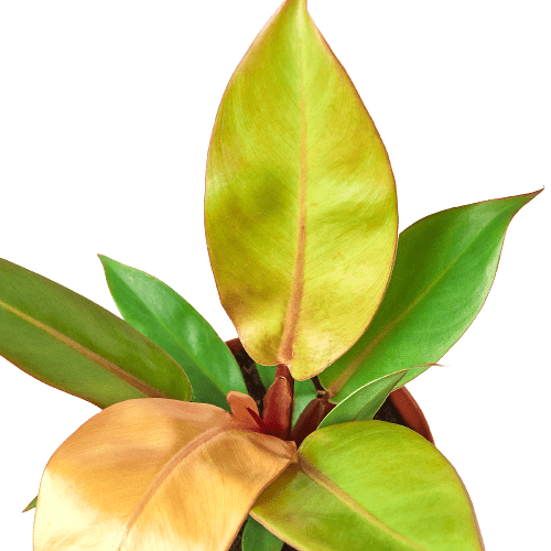 Philodendron &