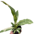 Philodendron Ring of Fire Variegated - Ethereal Company-Indoor Plants