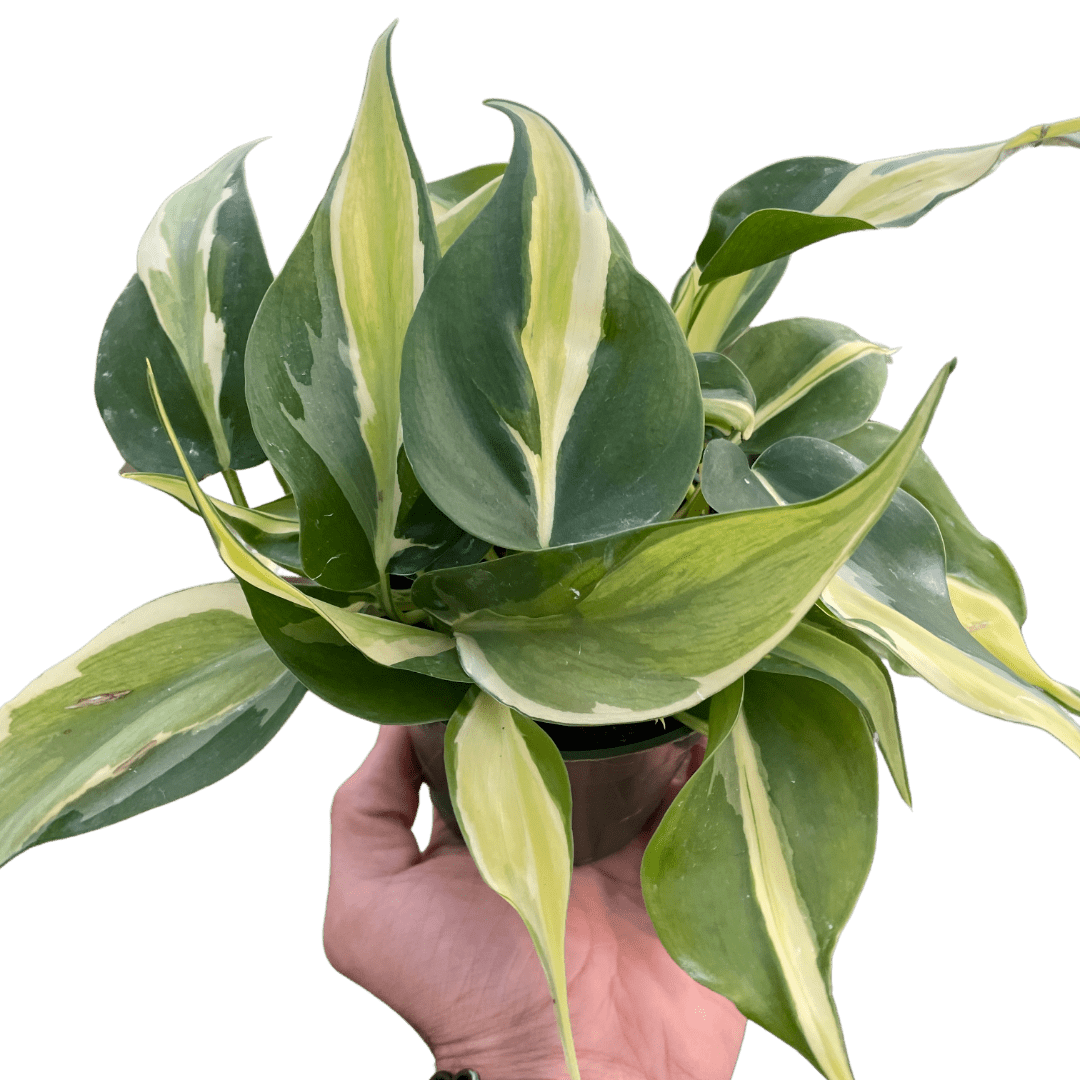 Philodendron &