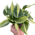 Philodendron &