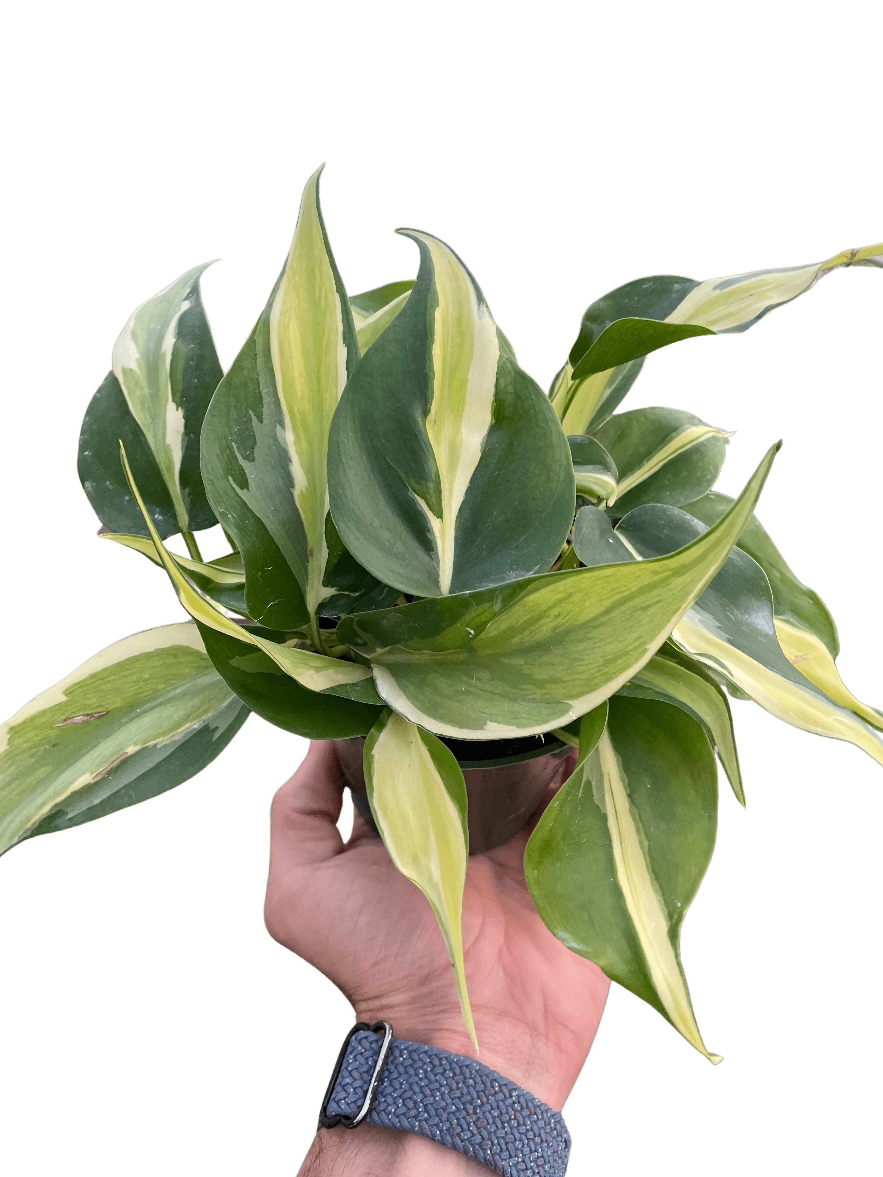 Philodendron &