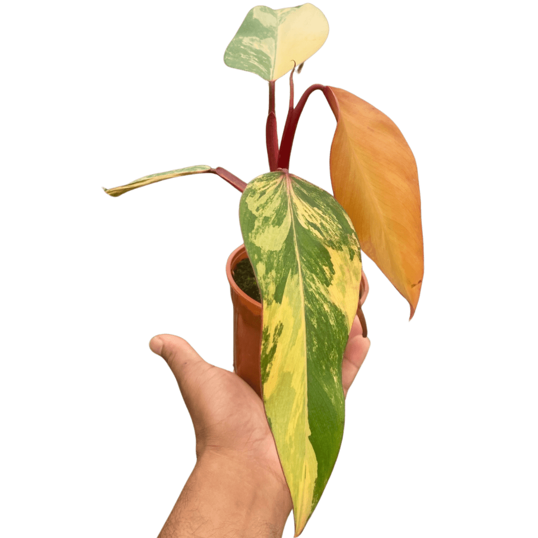 Philodendron &