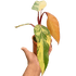 Philodendron &