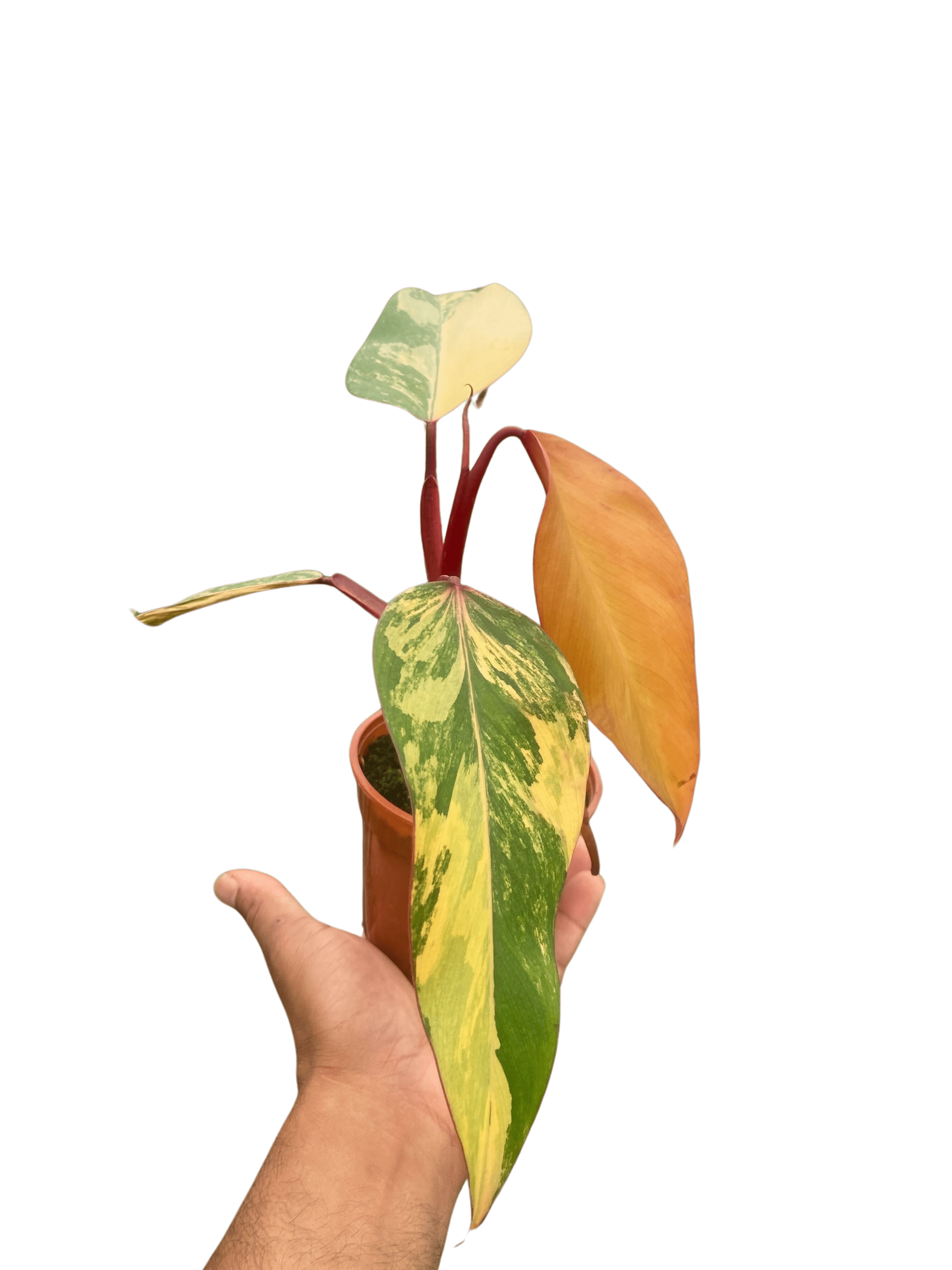 Philodendron &