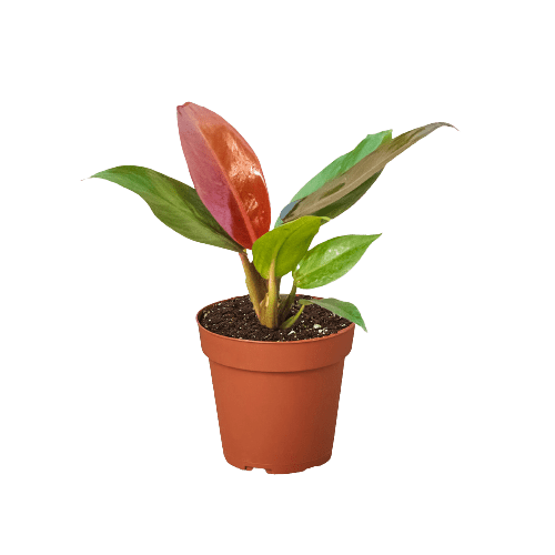 Philodendron &