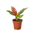 Philodendron &
