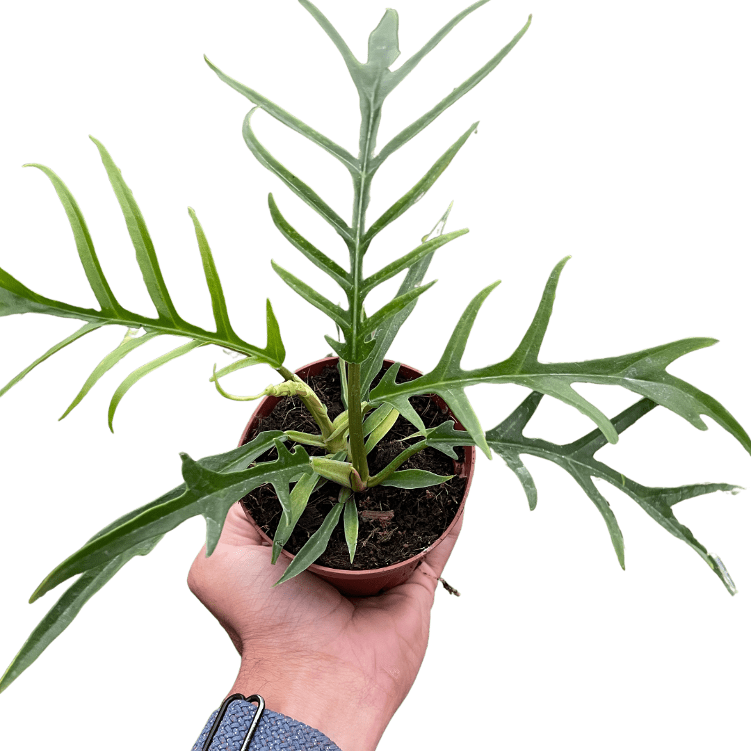 Philodendron &