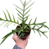 Philodendron &