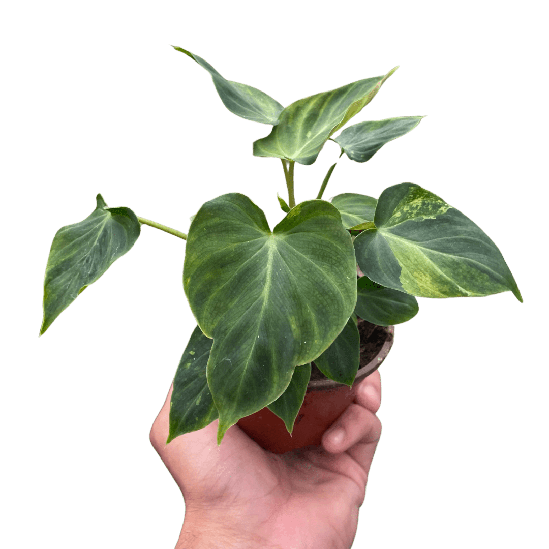 Philodendron &