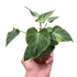 Philodendron &