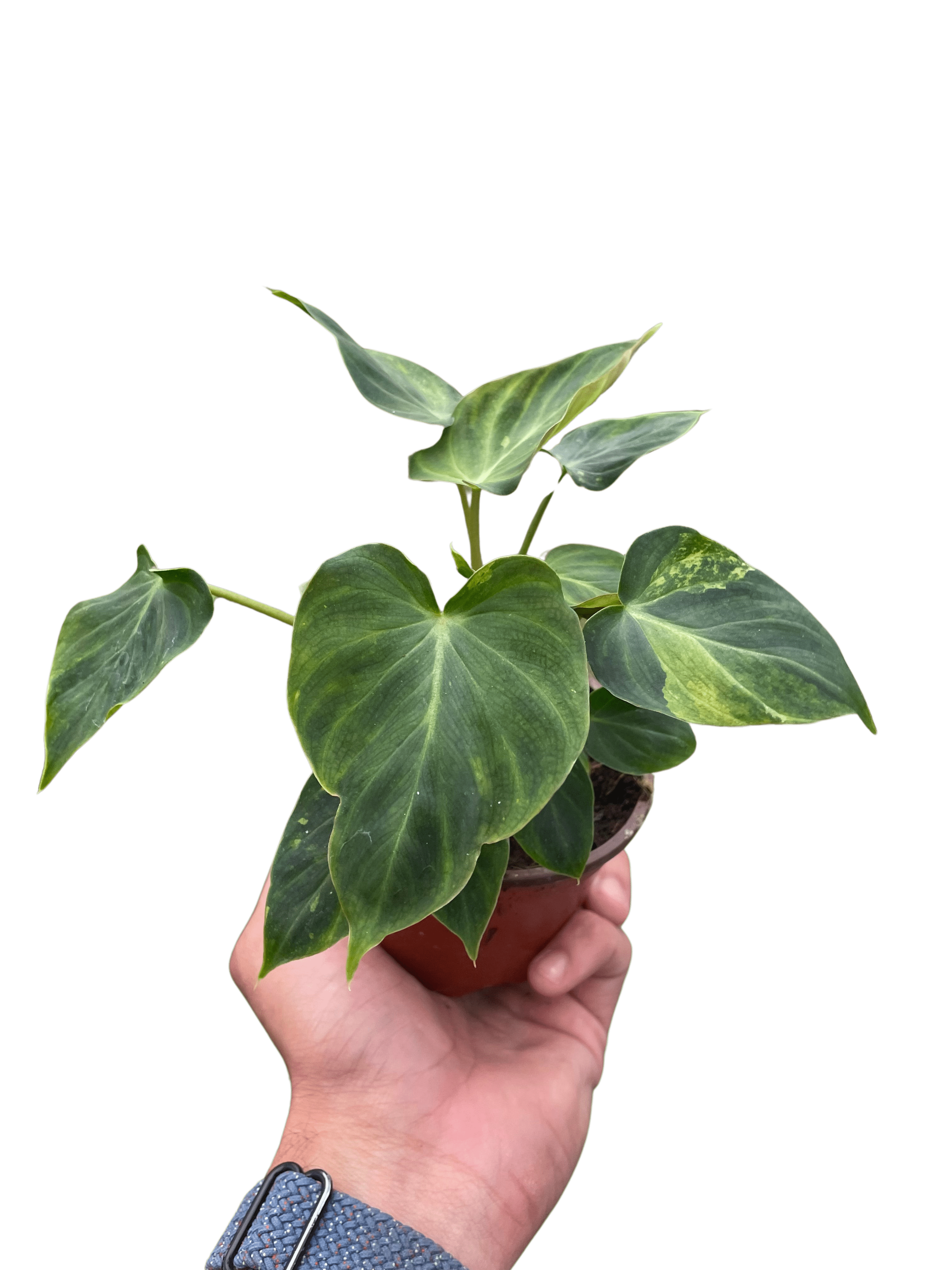 Philodendron &