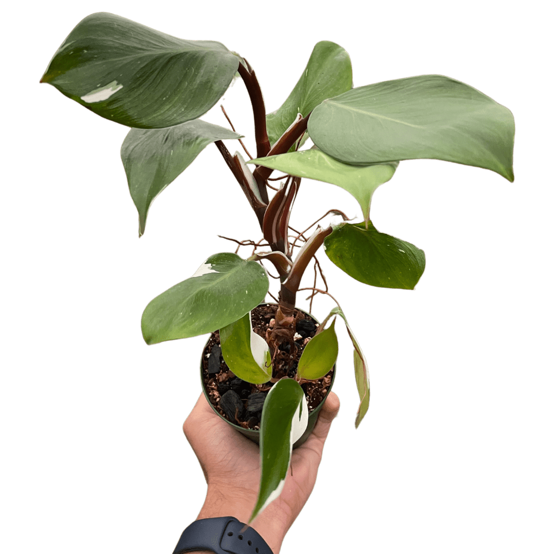 Philodendron &