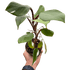 Philodendron &