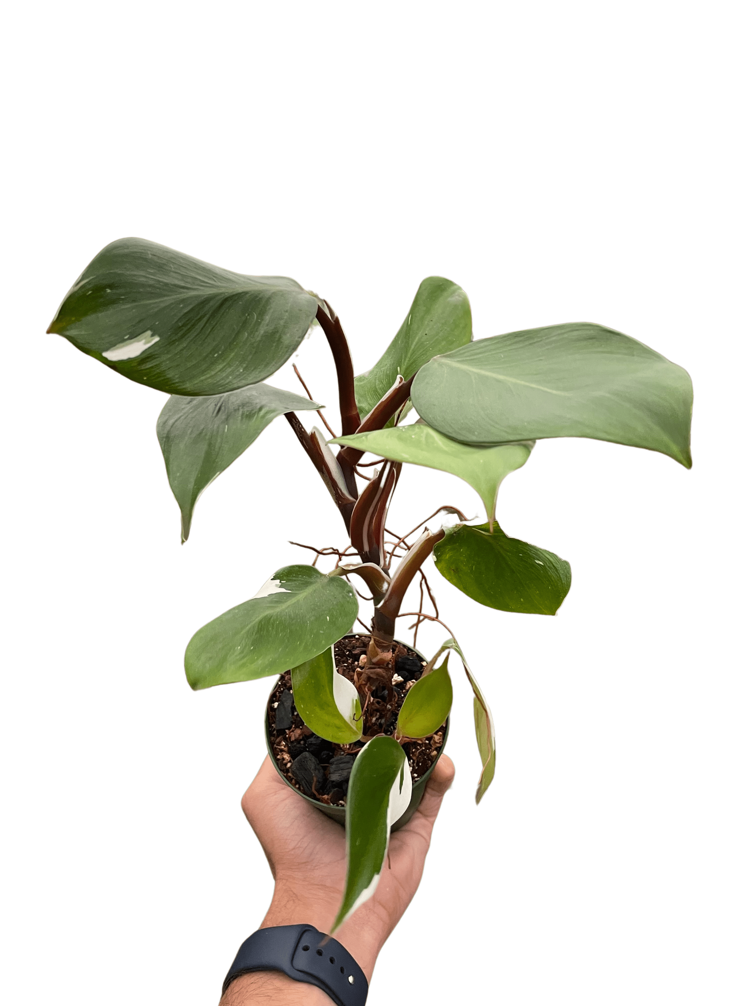 Philodendron &