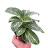 Philodendron White Measure - Ethereal Company-4" Plant