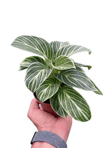 Philodendron White Measure - Ethereal Company-4" Plant