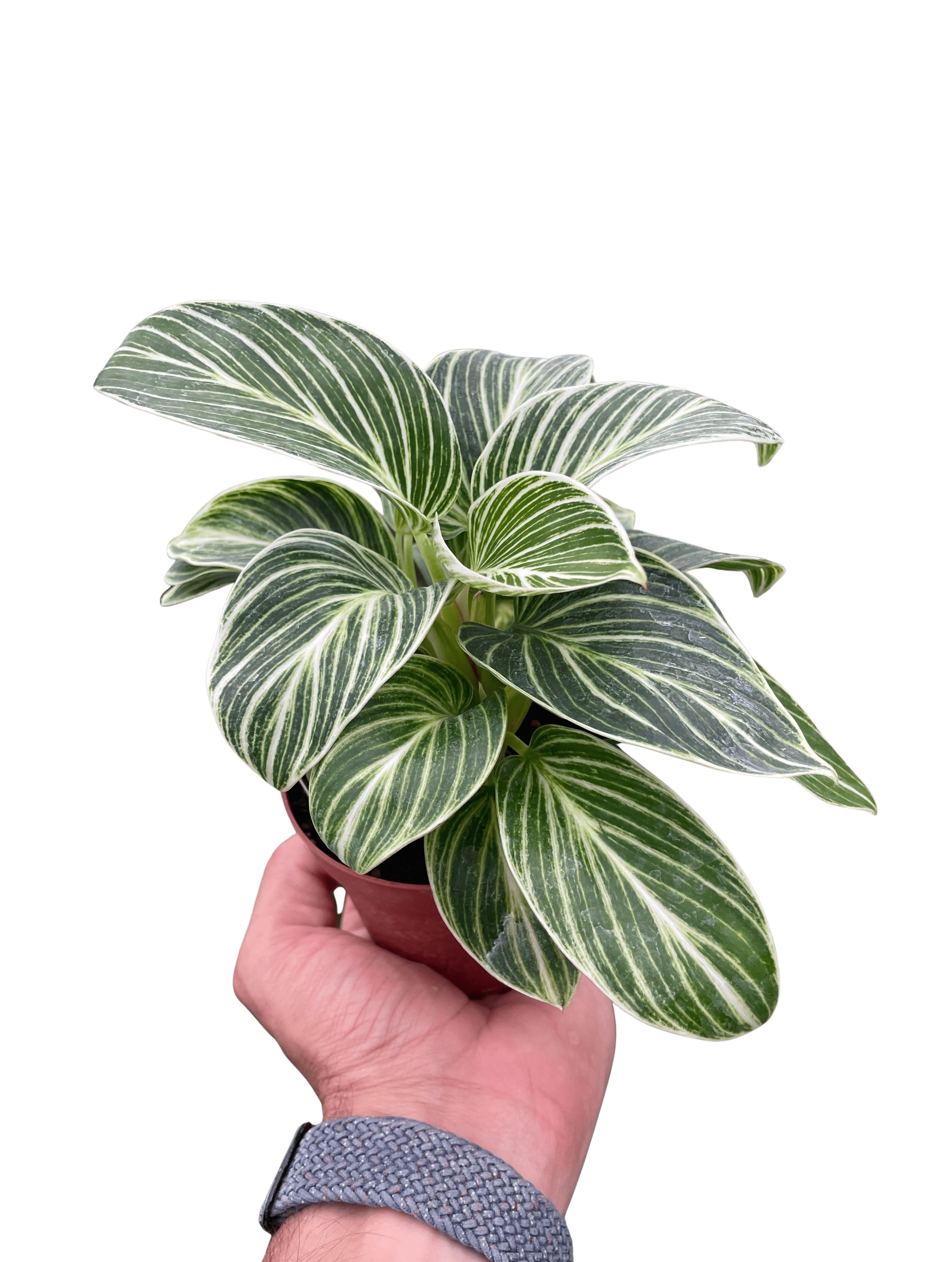 Philodendron White Measure - Ethereal Company-4" Plant