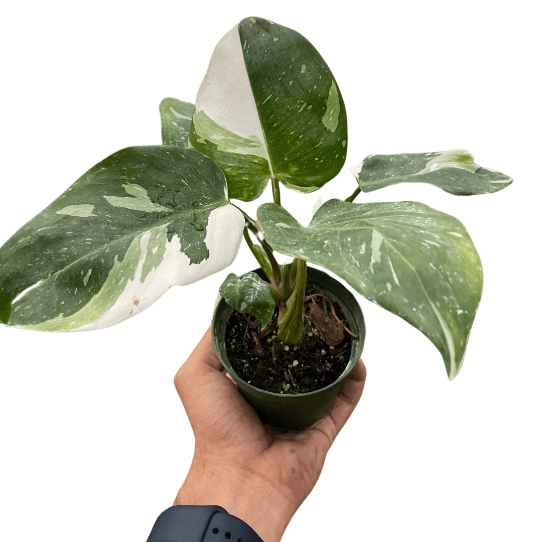 Philodendron &