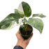 Philodendron &