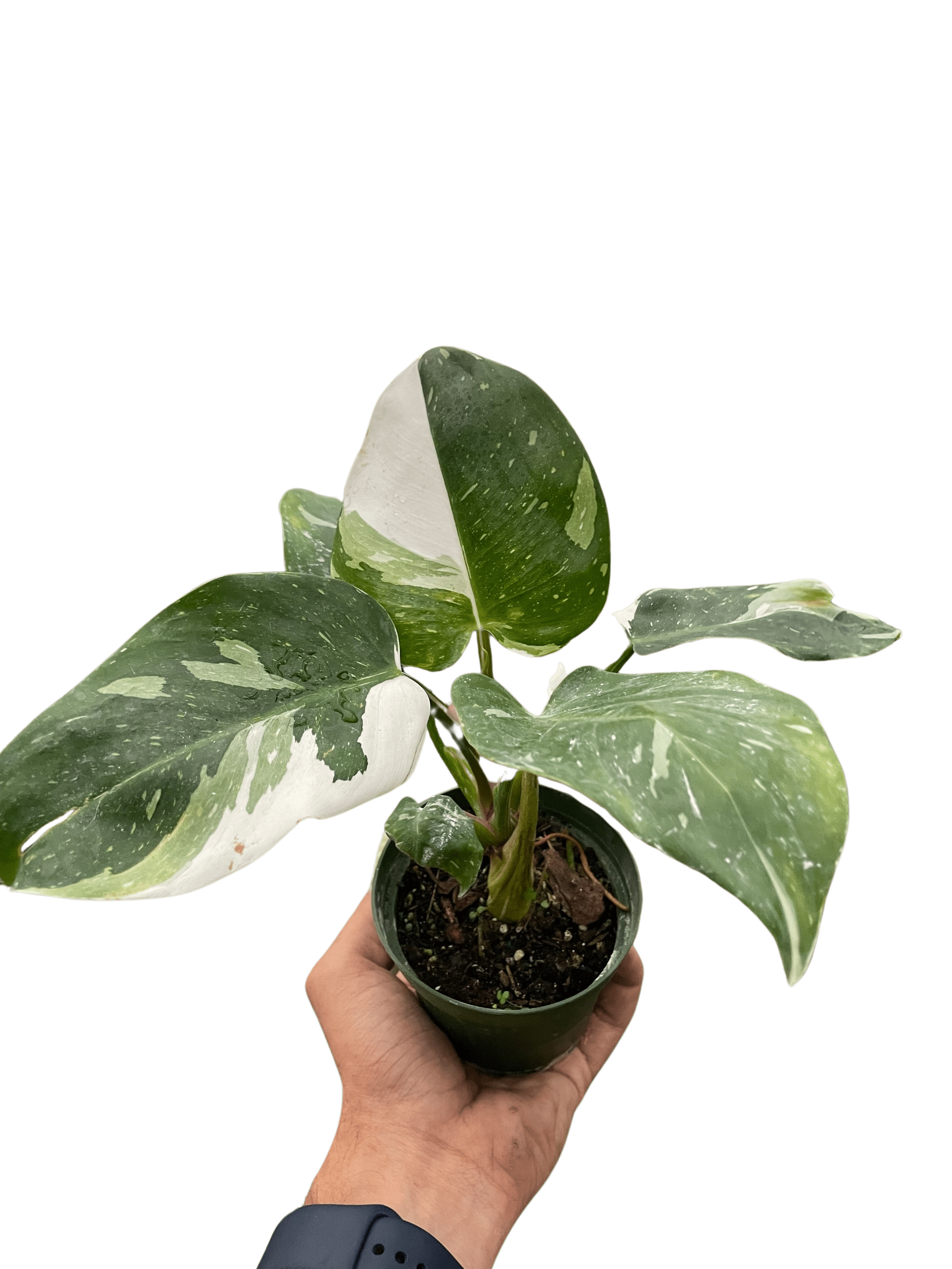 Philodendron &