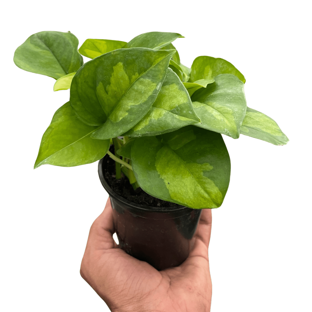 Pothos &