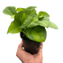 Pothos &