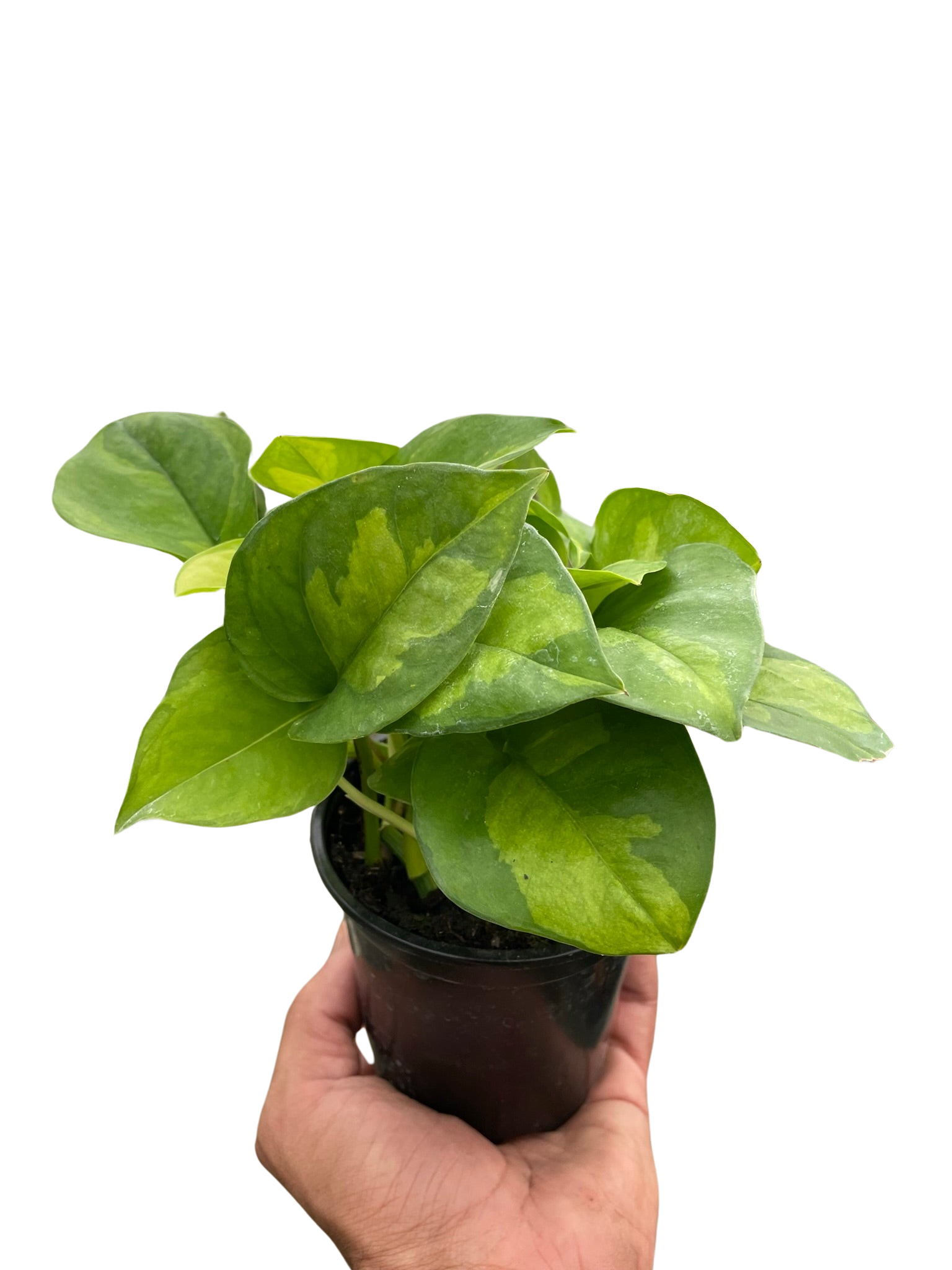 Pothos &