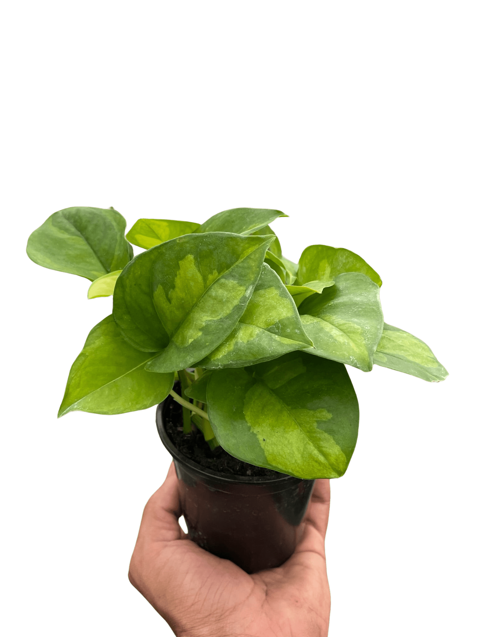 Pothos &