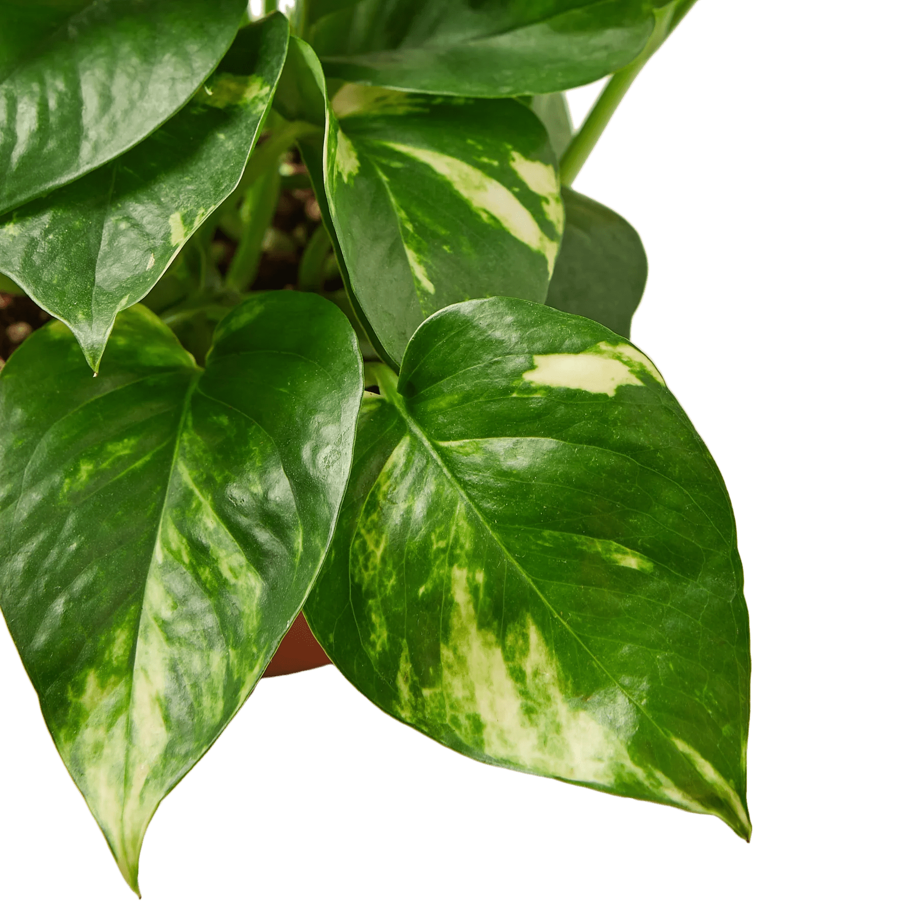 Pothos &