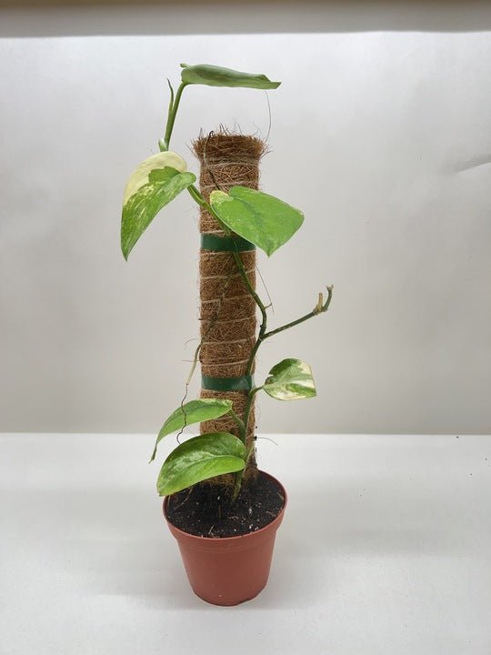 Pothos Jade Satin Albo - Ethereal Company
