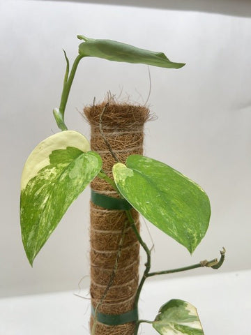 Pothos Jade Satin Albo - Ethereal Company