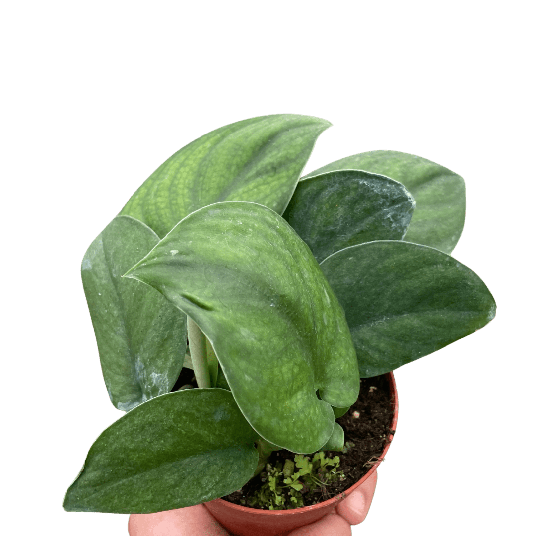 Pothos Jade Satin - Ethereal Company