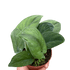 Pothos Jade Satin - Ethereal Company