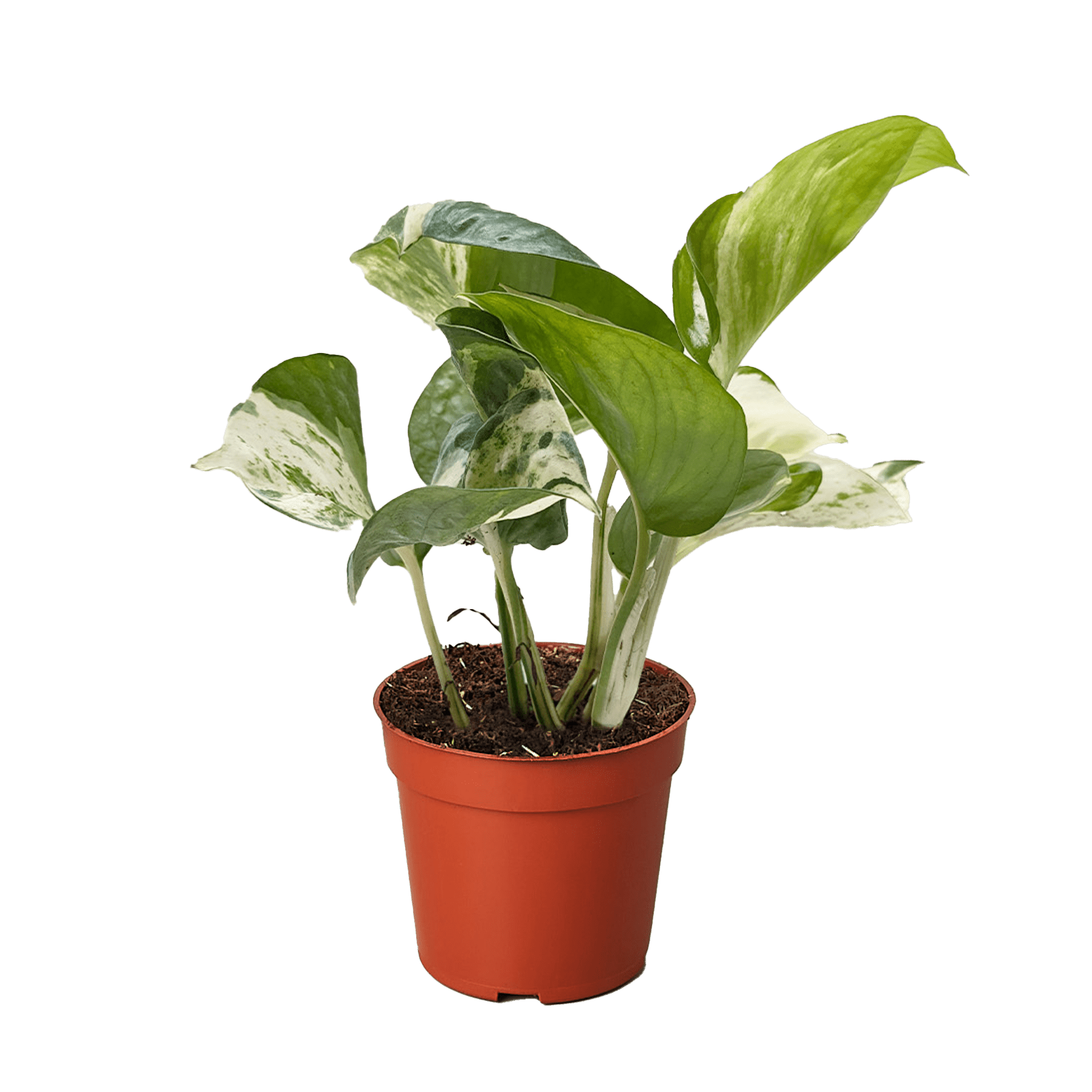 Pothos Manjula - Ethereal Company